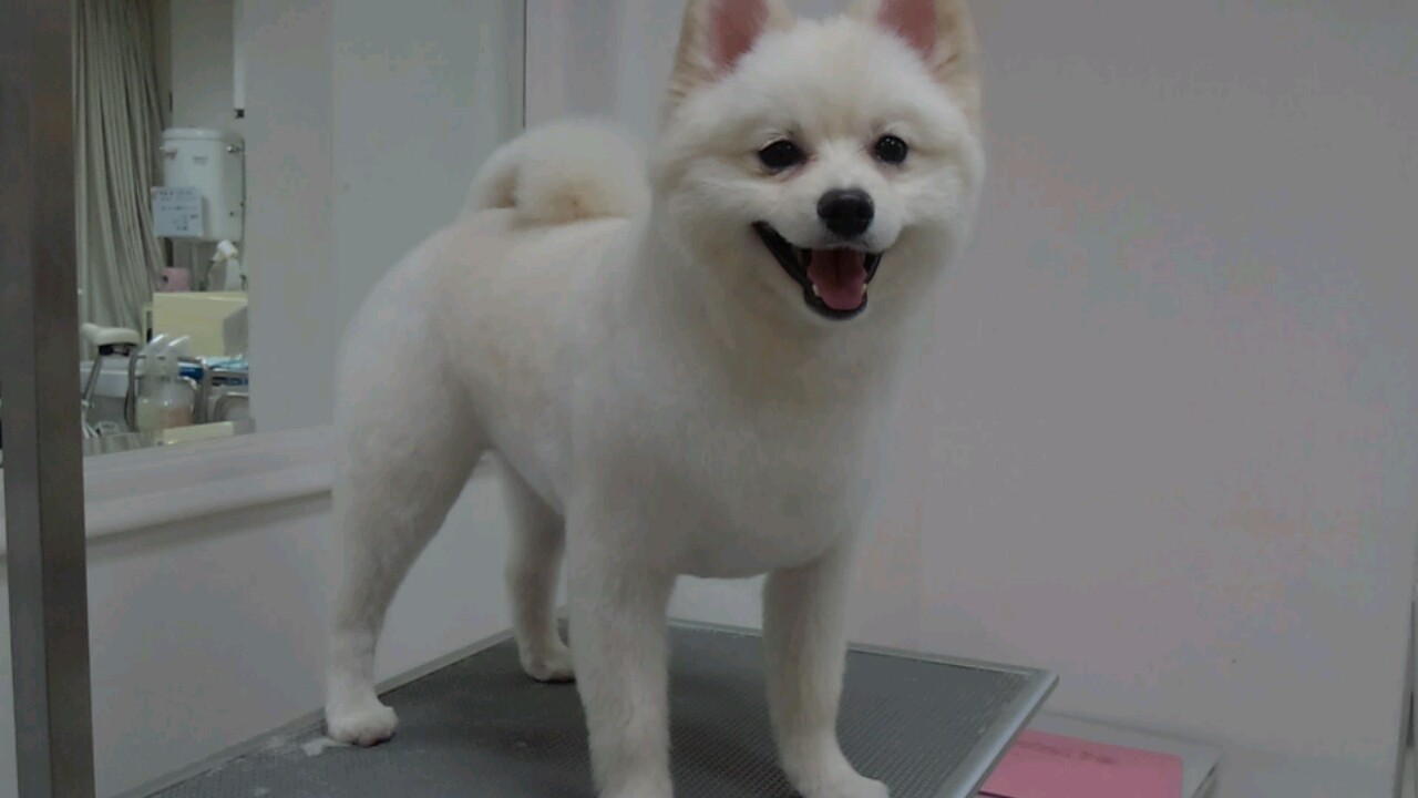 オールシザーで全体的にスッキリとカットをし柴犬風カットに
