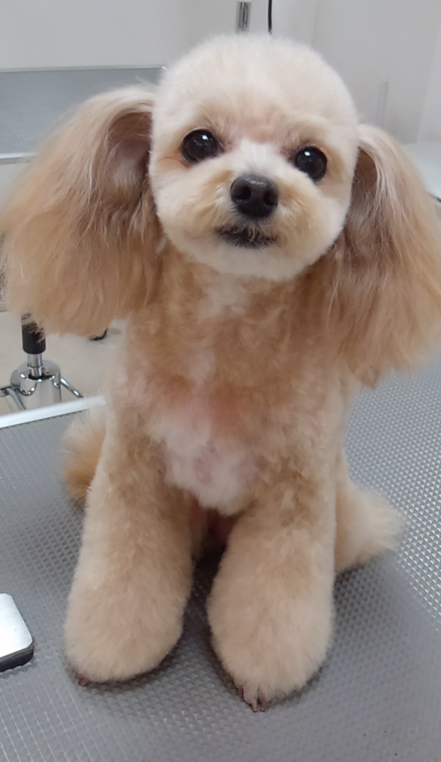 ＭＩＸちゃんにとっても似合うキュートなカットスタイル