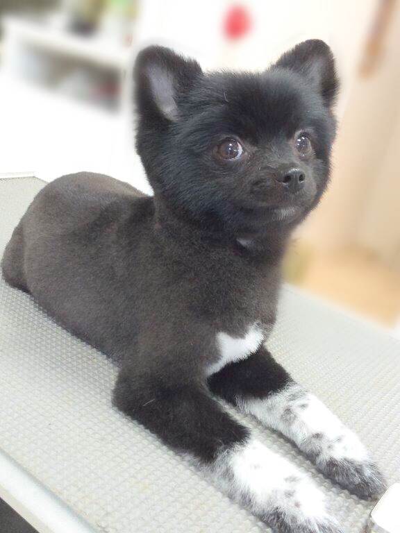 ポメラニアンの今や定番にもなりつつあるほど大人気な柴犬カット