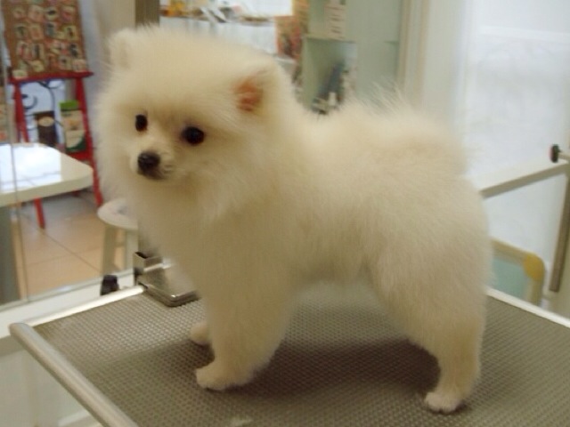 耳先を丸くカットすることでよりぬいぐるみのような愛らしさが